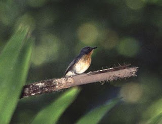 Burung Sikatan Leher Merah