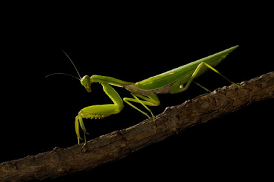 Praying Mantis