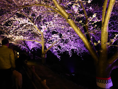 打上川治水緑地 桜のライトアップ（大阪府寝屋川市）