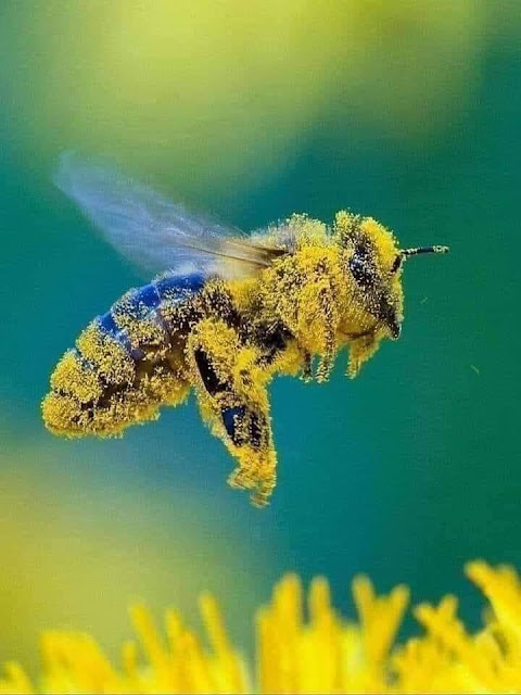 Nếu loài ong biến mất, nhân loại chỉ có thể tồn tại thêm được 4 năm