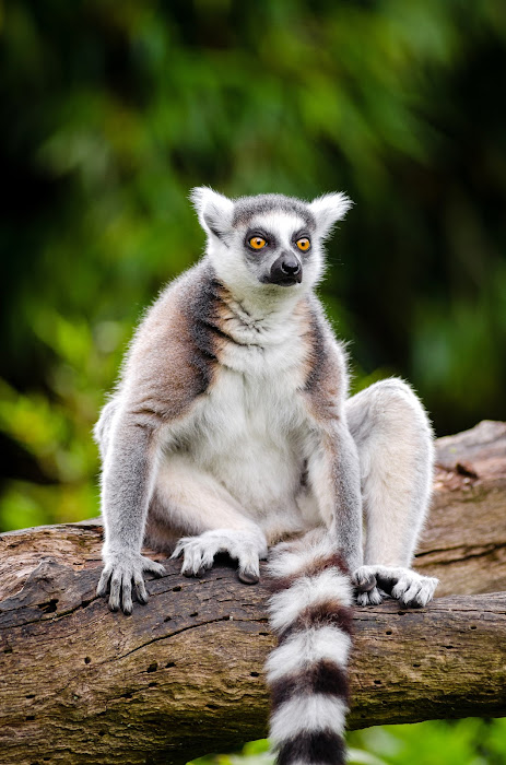Lemur fotos