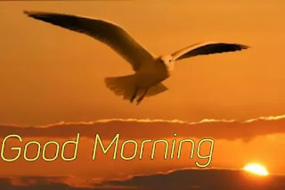 Good morning images with birds