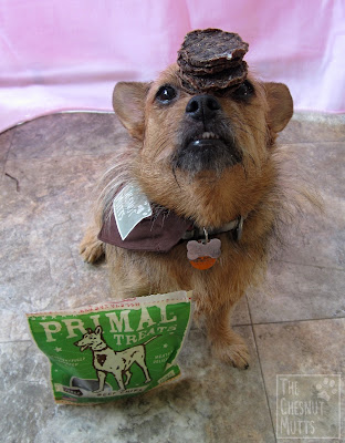 Jada balancing some Primal Jerky Beef Chips Treats