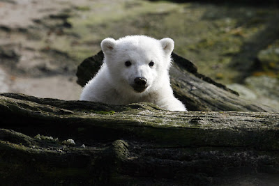 Knut- Polar bear Berlin Zoo