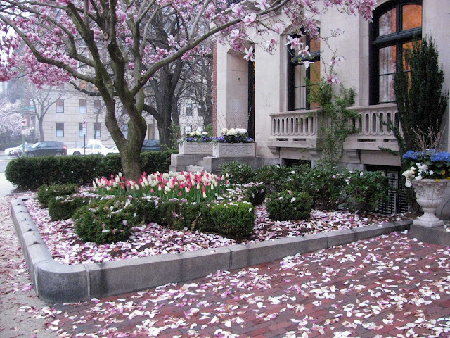 the magnolia trees in boston