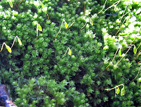 Mnium hornum in the old gravel pit on Keston Common