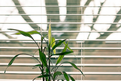 The bamboo plants maintenance.