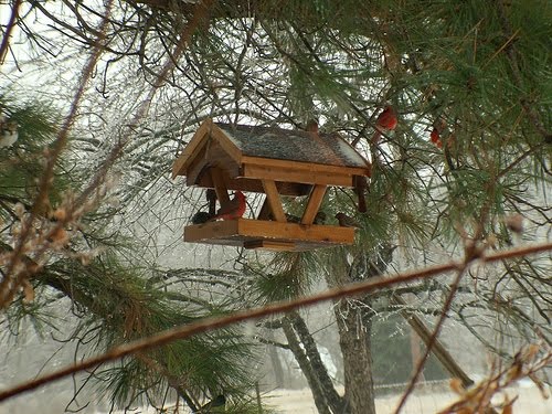 free bird feeder plans