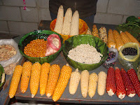 Кукуруза у народов майя