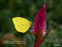 FZ30で撮影したチョウの写真