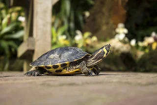 Picture of a turtle.
