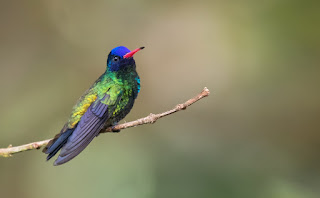 Juan-Jose-Arango-Escobar-fotografías-de-aves