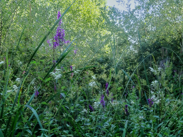 Purple Loosestrife and meadow sweet on banks of inlet