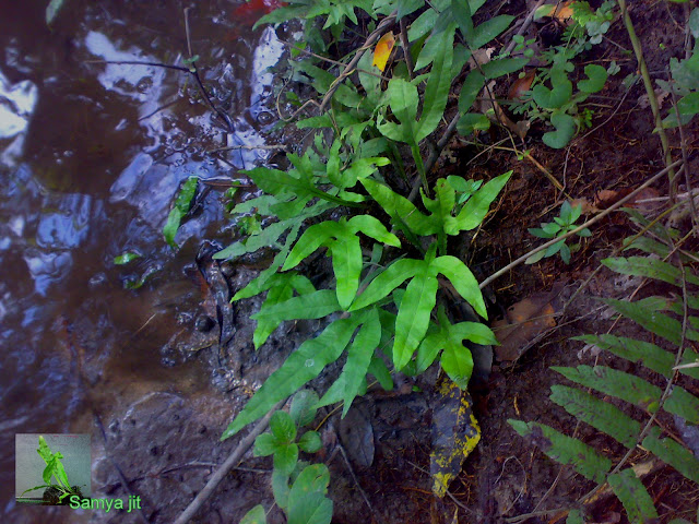 Microsoroum peteropus growing in muddy substrate in the habitat