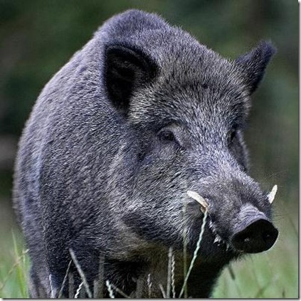 Jabali