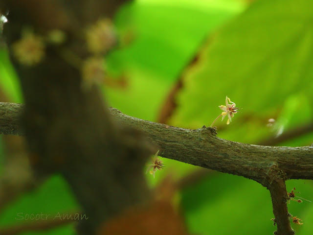 Theobroma cacao