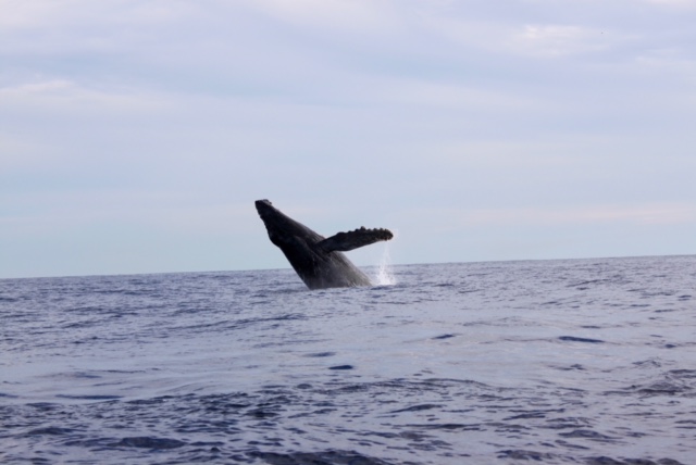 A whale breeching in the sea