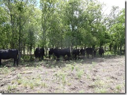farm 3