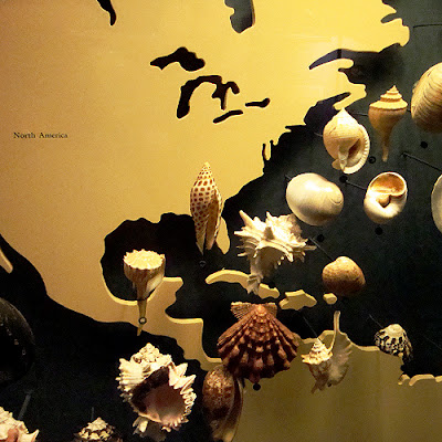 The World of Shells Fernbank Museum of Natural History