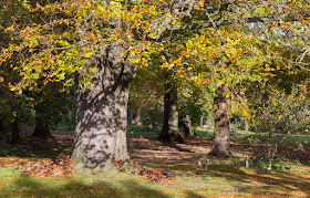 Beech trees with Meripilus giganteus (Giant Polypore) at the base of the closest one.  The Knoll, Hayes, 6 November 2012.