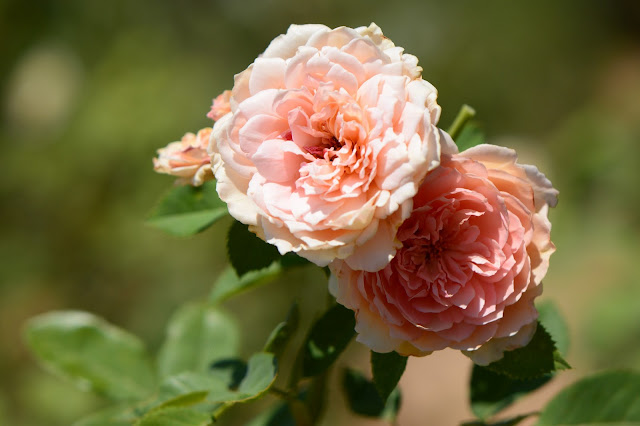 amy myers, photography, small sunny garden, desert garden, rose, crown princess margareta