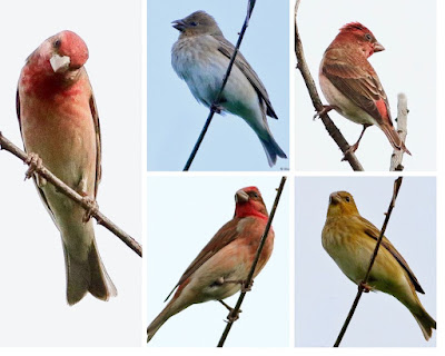 Common Rosefinch -passage migrant during spring