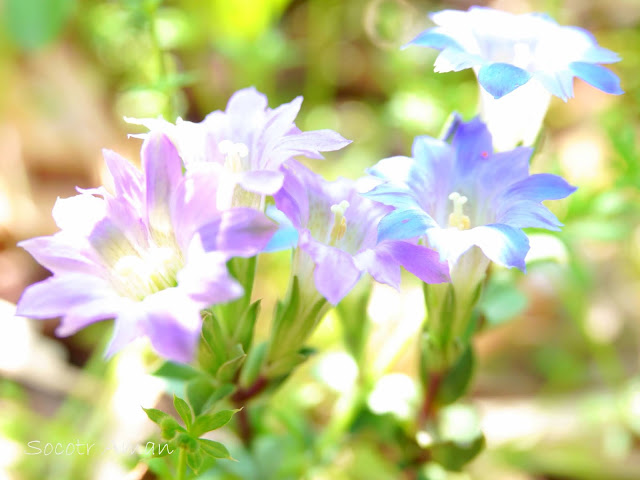 Gentiana zollingeri