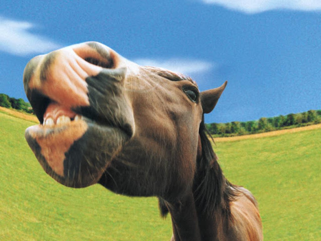 Horse Mouth Wallpaper