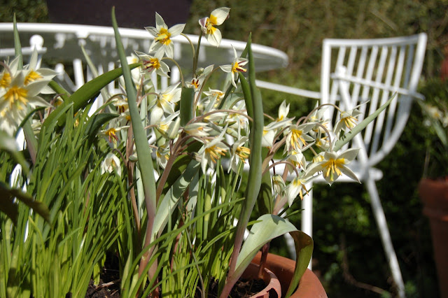 tulipa turkestanica