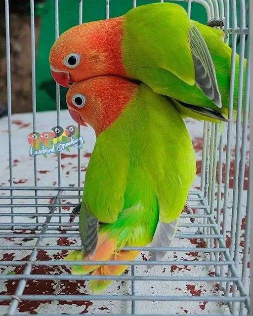 opaline dilute green Lovebirds Mutations