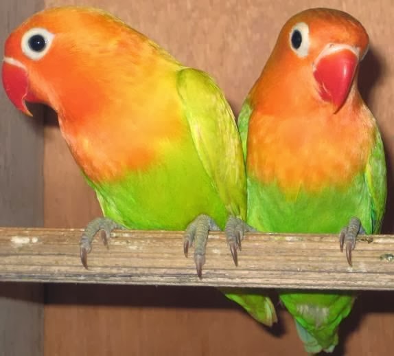 Om Hoby Gambar Lovebird Pastel  Kuning 