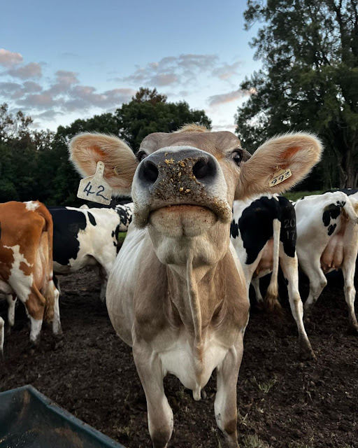 Cow Photo
