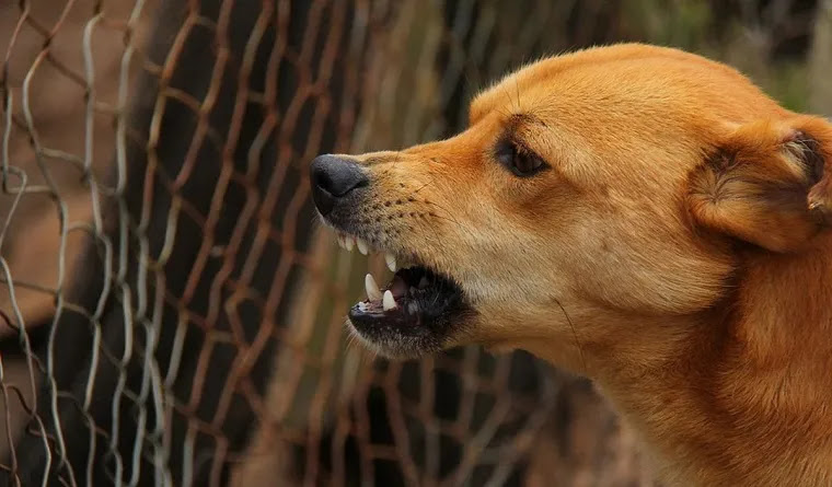 Χανιά: Σκύλος επιτέθηκε σε 57χρονη – «Τρέμω να βγω από το σπίτι» 