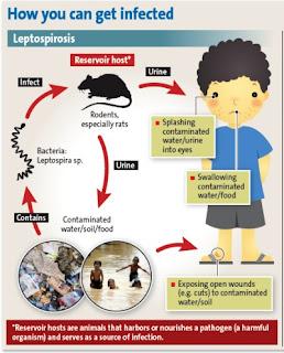 Penyebaran Penyakit Leptospirosis