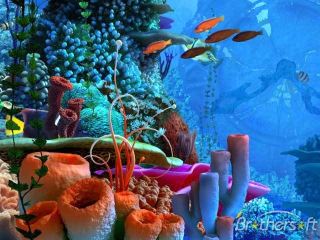 pemandangan alam bawah laut Foto Dunia Alam Semesta 