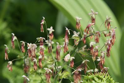 Goal Lake - Thalictrum occidentale