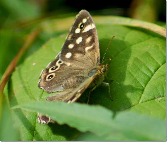 Speckled Wood