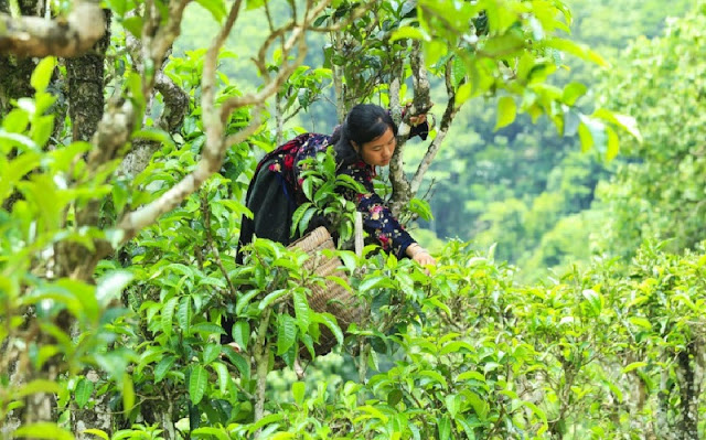 Suối Giàng thơm ngào ngạt vào mùa chế biến chè