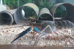 Cara Merawat Lobster Air Tawar Di Akuarium Dan Kolam Beton Serta Kolam Fiber