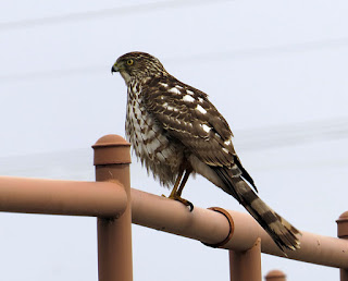 Cooper’s Hawk