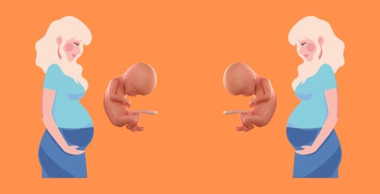 గర్భం 178వ వారం: శిశువు అభివృద్ధి | 17th week of pregnancy: Baby's development
