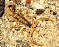 Striped bark scorpion, Centruroides vittatus   
