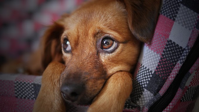 Cachoeirinha realizará 1ª Feira Municipal de Adoção de Cães e Gatos no próximo domingo, 28 de maio