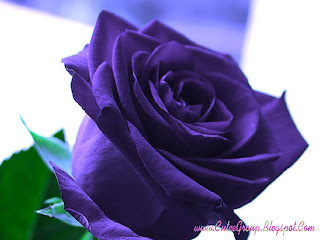 Dark Purpel Rose Wallpaper