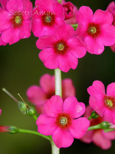 Primula japonica