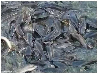 ikan lele yang dibudayakan dengan sebaik Inilah Ciri-ciri Lengkap Ikan Lele yang Sakit