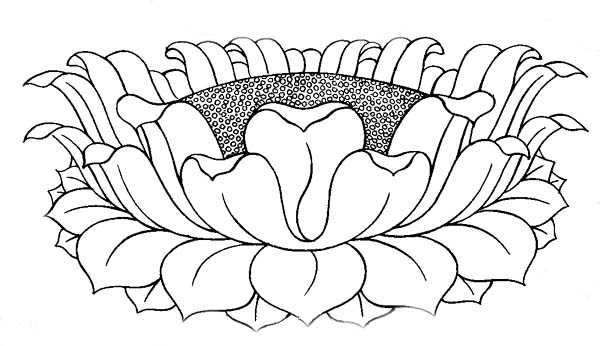 pen ink line drawing of Lotus blossom A definite wave pattern described 