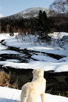 冬山と犬