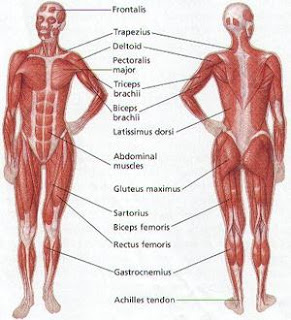 Mascular system