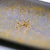Các nhà nghiên cứu phát hiện ra vi khuẩn tạo ra vàng nguyên chất